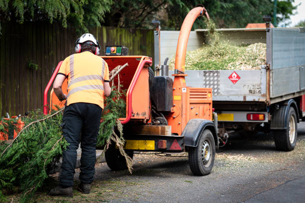 Emergency Storm Tree Removal in Center Hill, FL